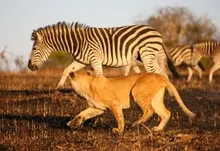 zebras lions safari africa 1280x832 wallpaper Art HD Wallpaper